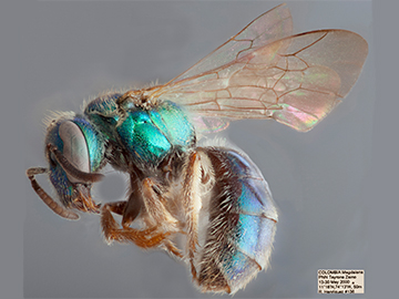 [Pereirapis semiauratus female (lateral/side view) thumbnail]